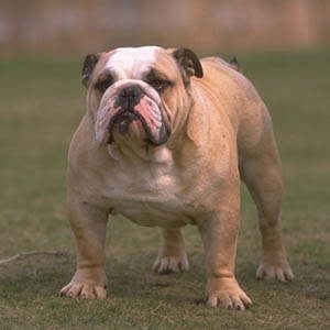 <img:http://i94.photobucket.com/albums/l93/Hatake_Amaya/Pit%20bulls/englishbulldog-1.jpg>