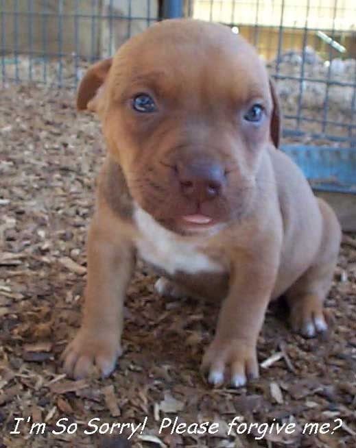 <img:http://i94.photobucket.com/albums/l93/Hatake_Amaya/Pit%20bulls/sorrypup.jpg>