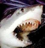 great-white-shark-picture-022.jpg