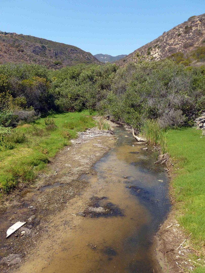 coastal salt marsh