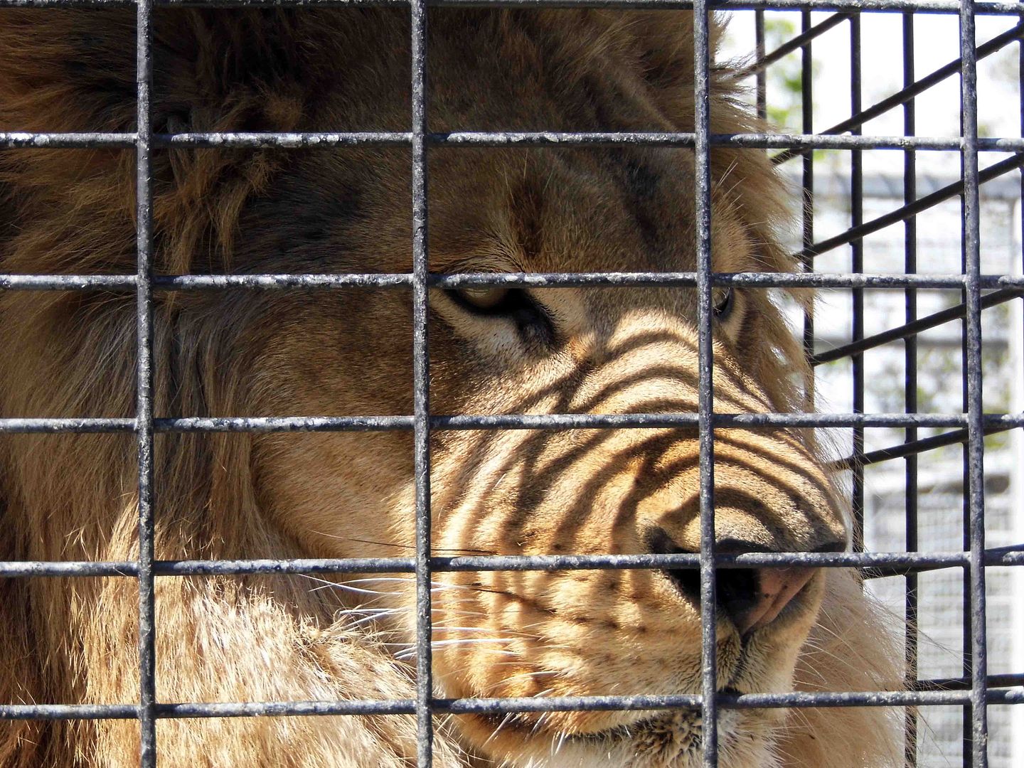 Animals in cages essay