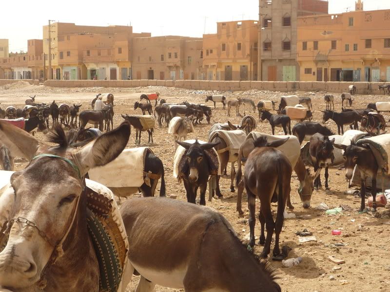 donkey park