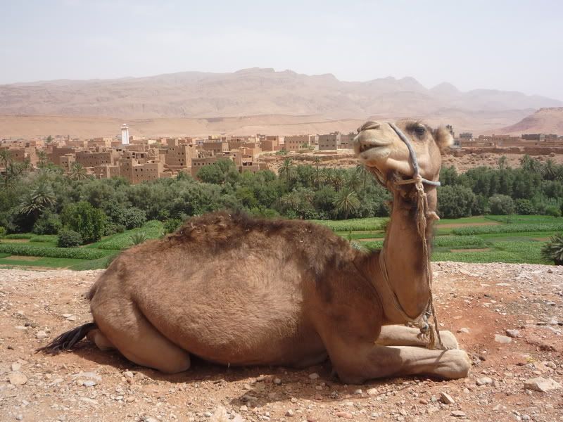 Tinerhir Oasis