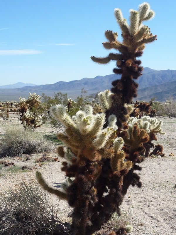 cholla