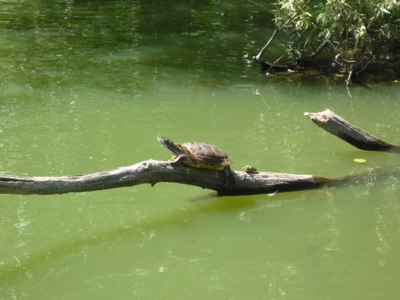turtles