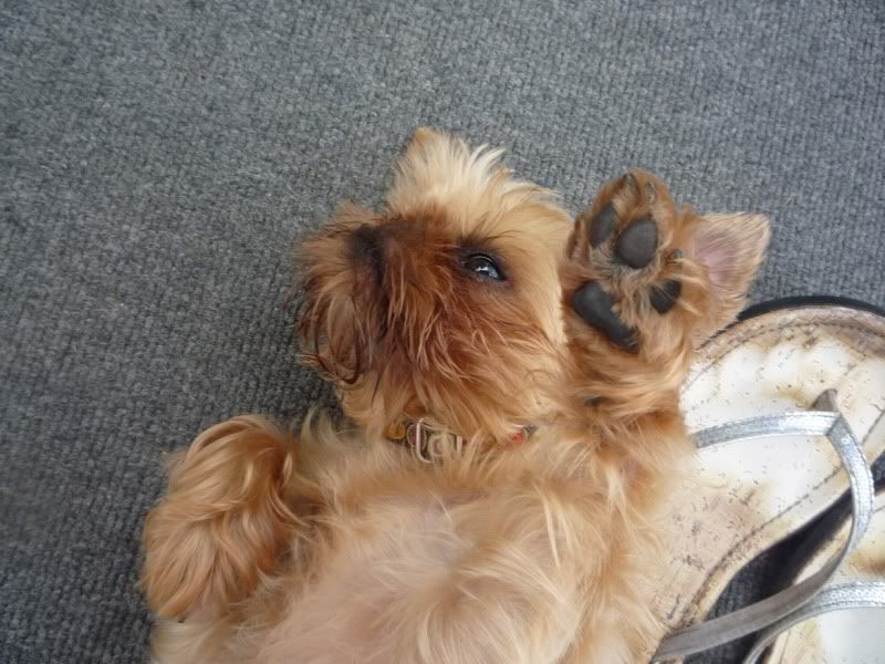 Stella