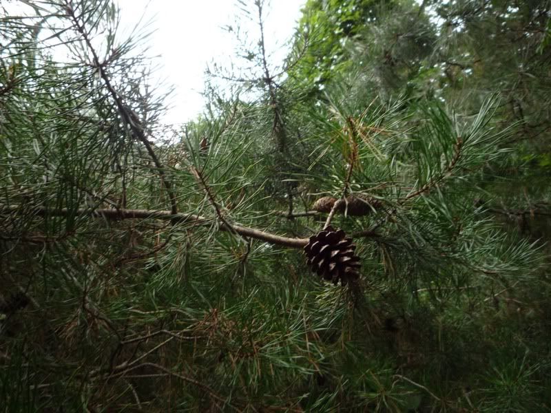 pinecone