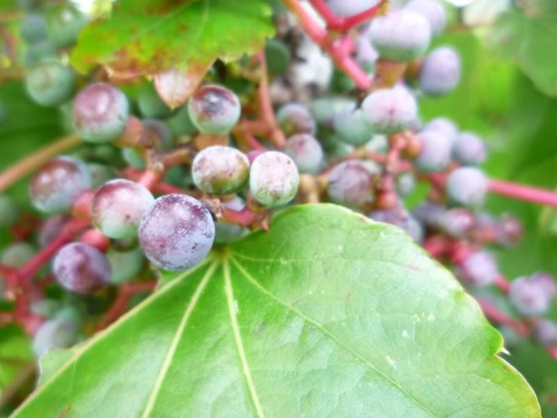 overlook berries