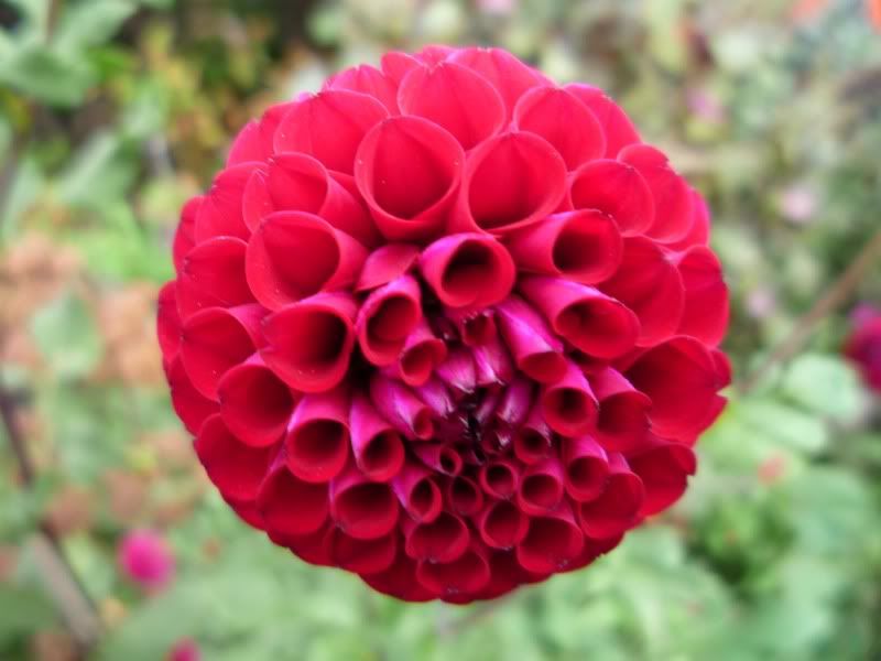 dahlia