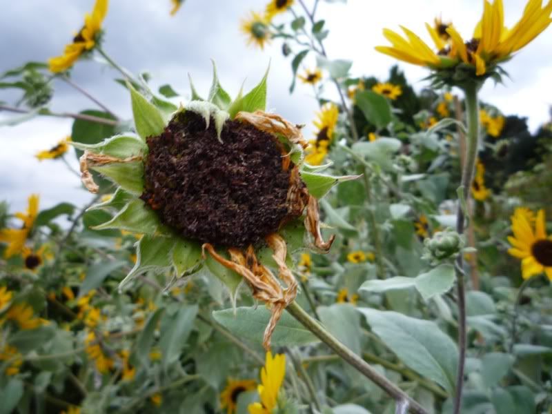sunflower