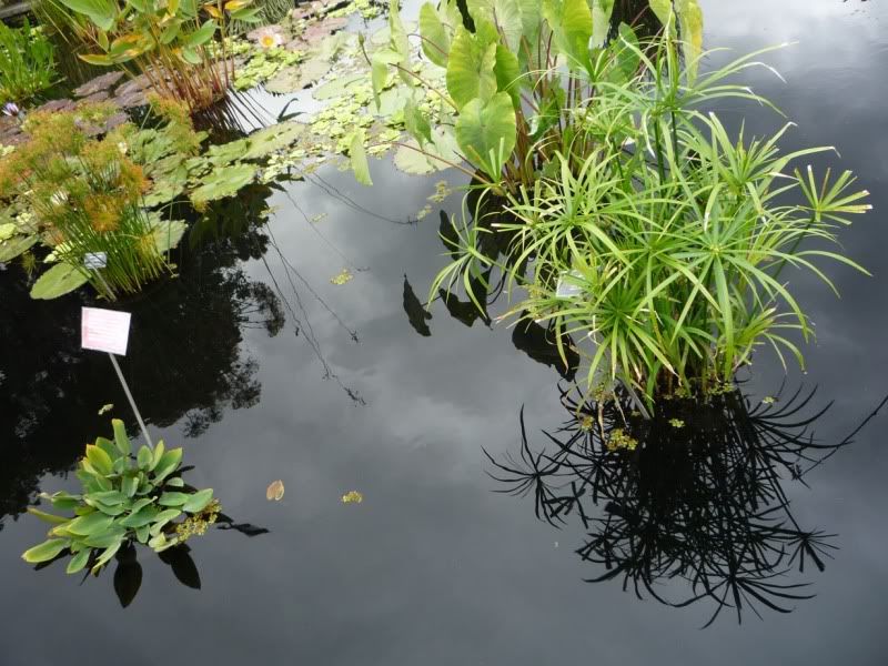 pond
