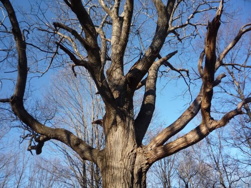old oak