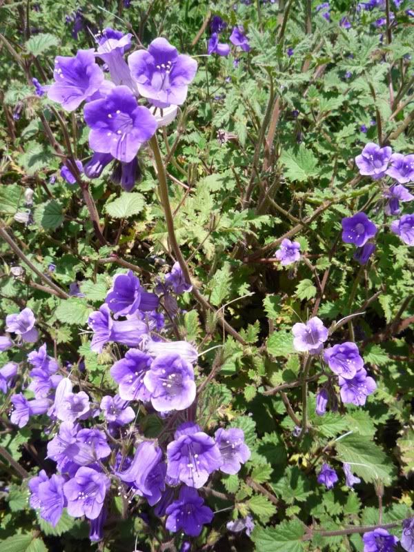 blue flowers