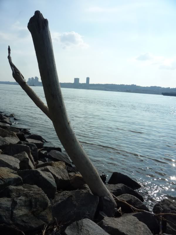 driftwood