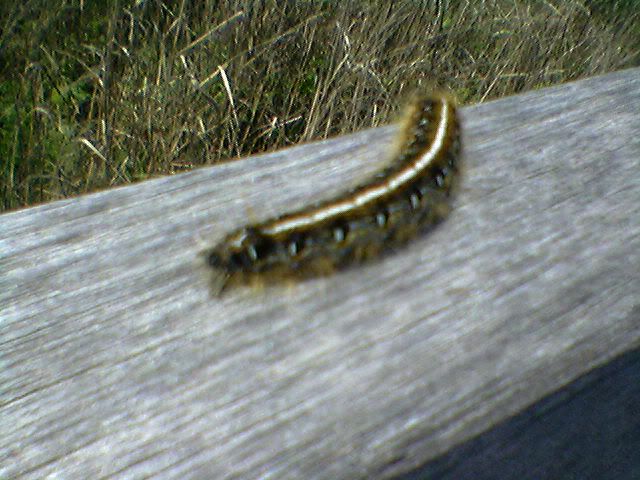 fuzzy wildlife
