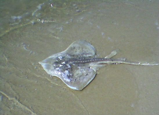 dead skate