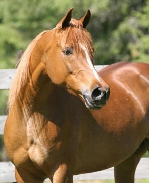 Chestnut Arabian mare