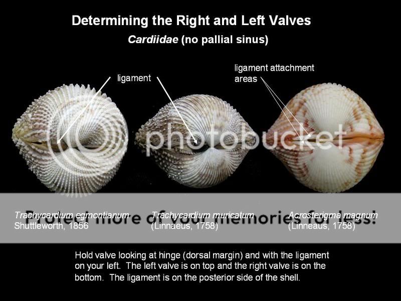 Let's Talk Seashells! -> Bivalve terminology