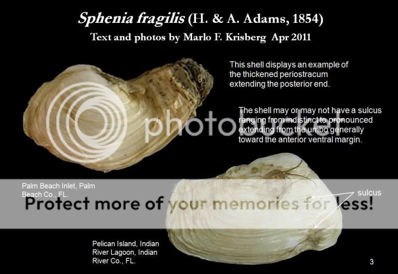 Let's Talk Seashells! -> Sphenia fragilis