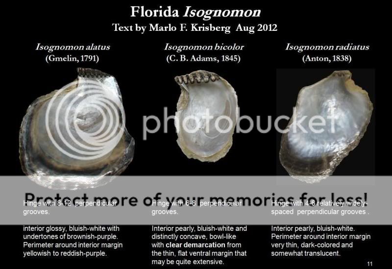 Let's Talk Seashells! -> Isognomon bicolor (C. B. Adams, 1845)