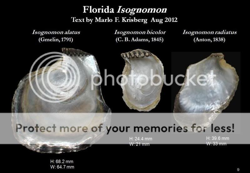 Let's Talk Seashells! -> Isognomon bicolor (C. B. Adams, 1845)