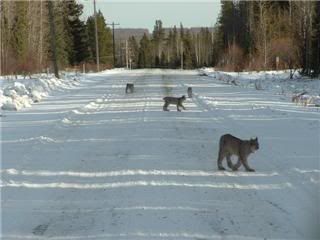 new brunswick lynx