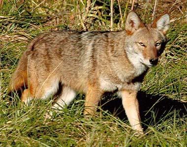 Coyote, PGC Public Photo Gallery Photo by Billie Cromwell, retired Pennsylvania Game Commission