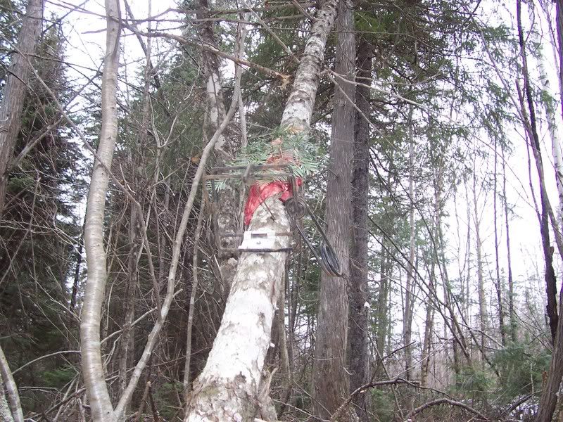 Leaning pole set for marten