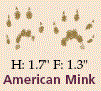 Mink tracks - from Great Plains Nature Center, gpnc.com Mink tracks - from Great Plains Nature Center, gpnc.com