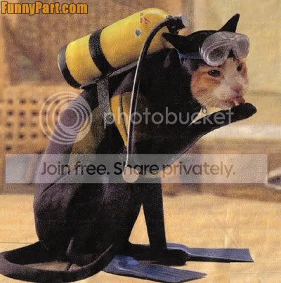 FunnyPart-com-scuba_diving_cat.jpg