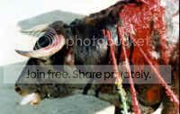 cattle-bf-21_small.jpg