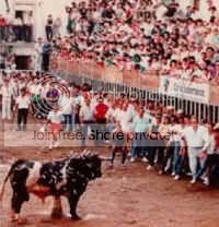 cattle-tor-12_small.jpg