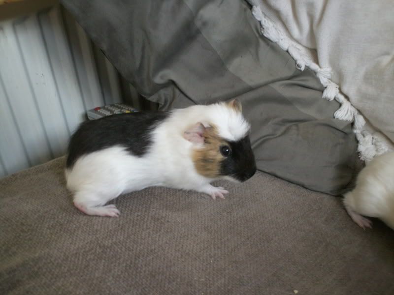 guineapigsaga010.jpg