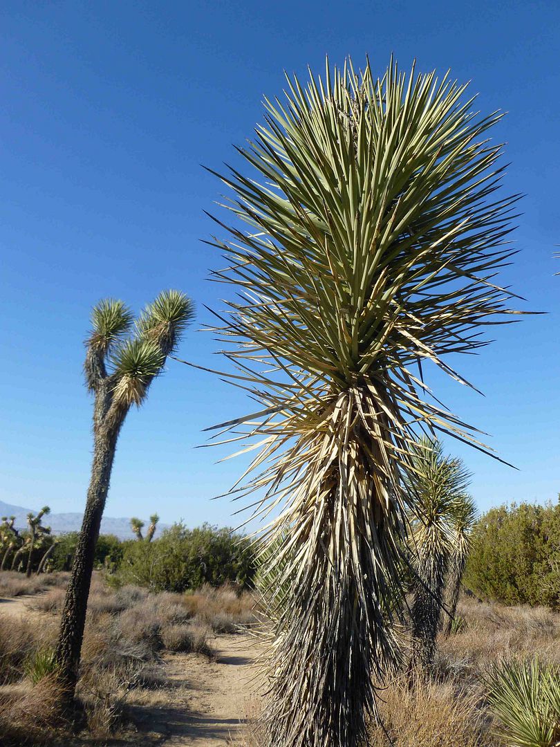 Avoiding Regret: Photo Essay: Arthur B. Ripley Desert State Park, In ...