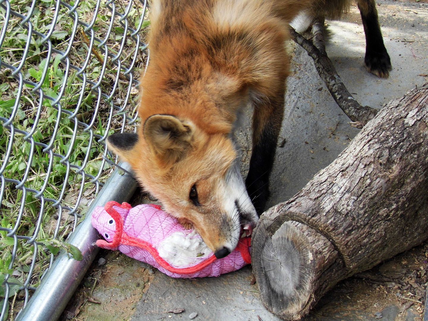 siberian fox farm experiment