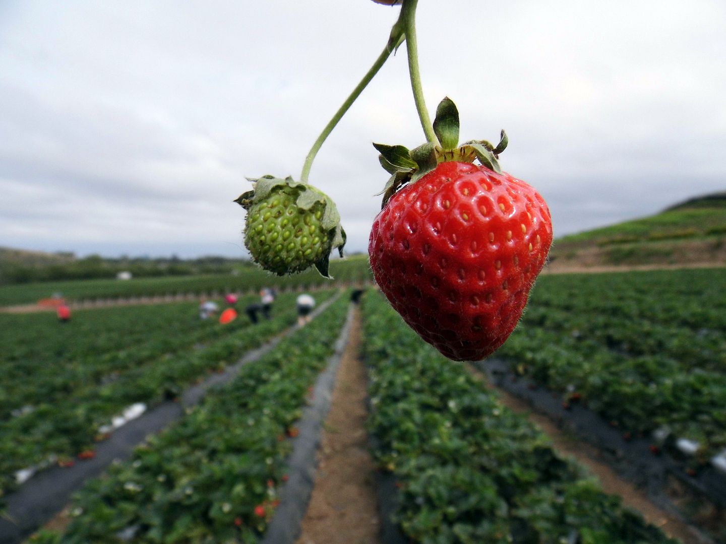 Avoiding Regret Strawberry Season