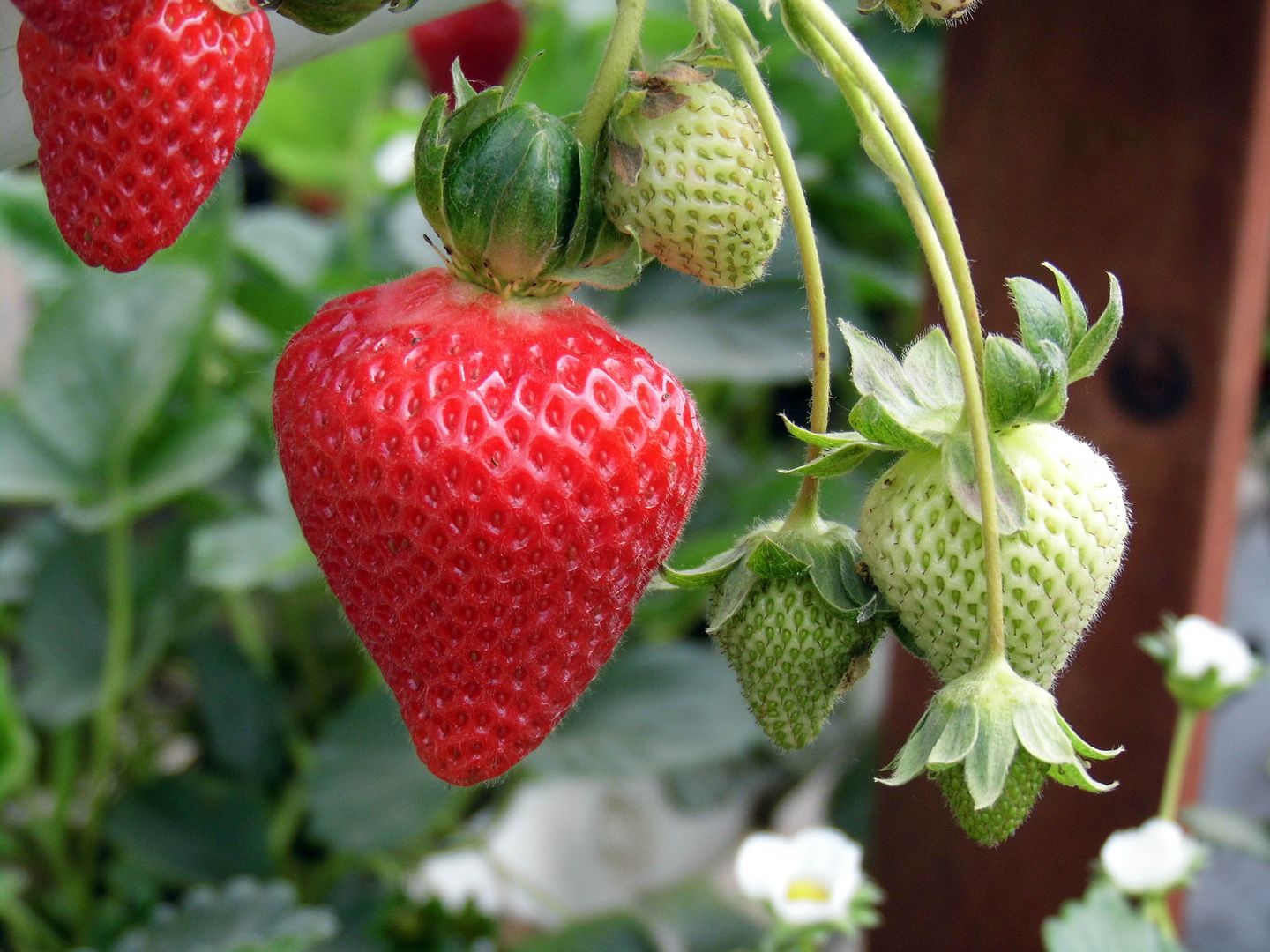 Avoiding Regret: Strawberry Season